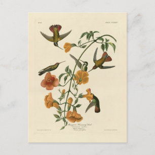 Mango Hummingbird från Audubon's Birds of America Vykort