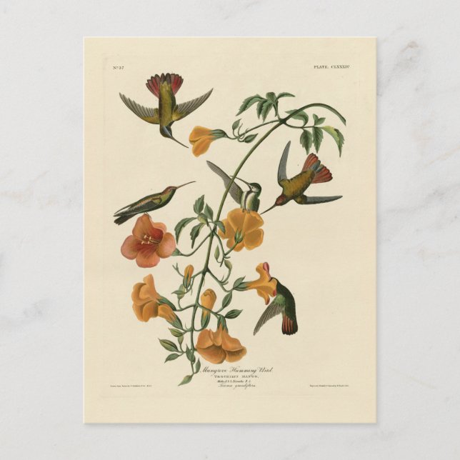 Mango Hummingbird från Audubon's Birds of America Vykort (Framsida)