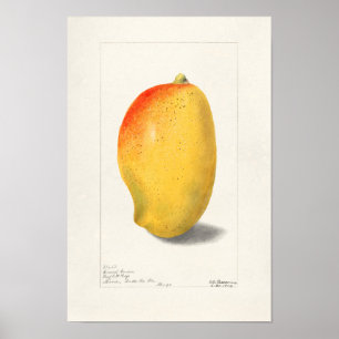 Mango (Mangifera Indica) - Färgmålning av frukt Poster