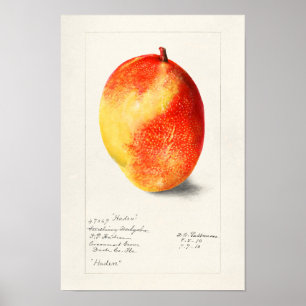 Mango (Mangifera Indica) - Färgmålning av frukt Poster