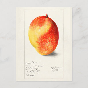 Mango (Mangifera Indica) - Färgmålning av frukt Vykort