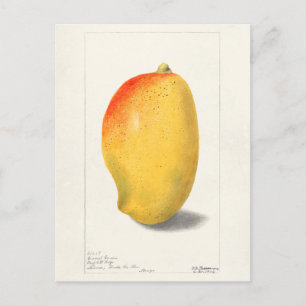 Mango (Mangifera Indica) - Färgmålning av frukt Vykort