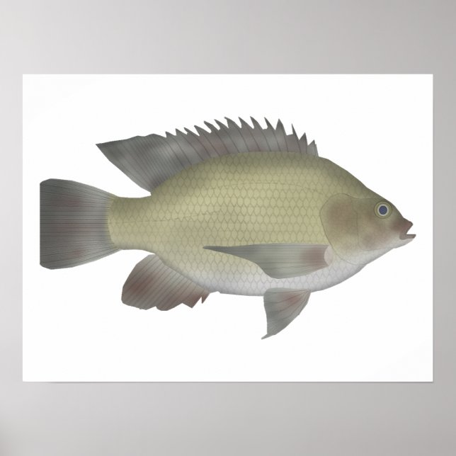 Mango Tilapia Poster (Framsidan)