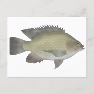 Mango Tilapia Vykort