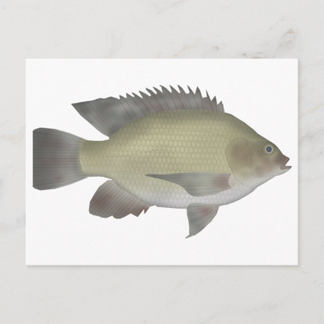 Mango Tilapia Vykort (Framsida)