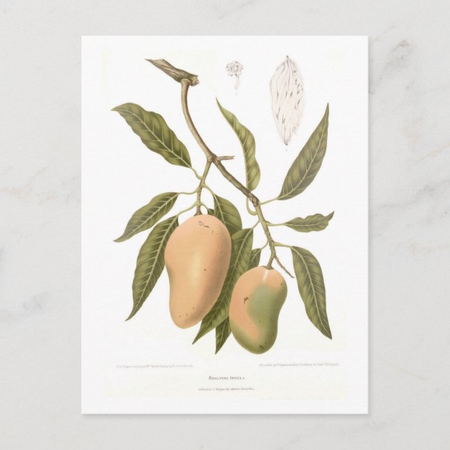 Mango Vykort (Framsida)