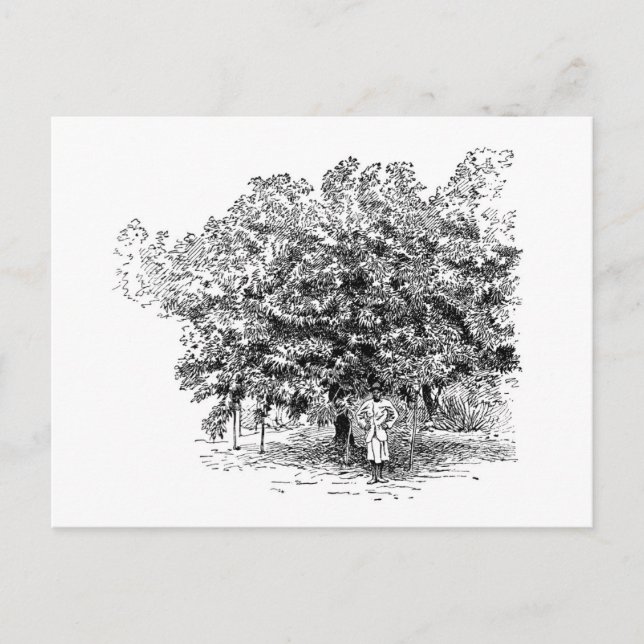 Mangobonde Vykort (Framsida)