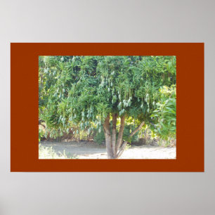 MANGOTRÄD POSTER