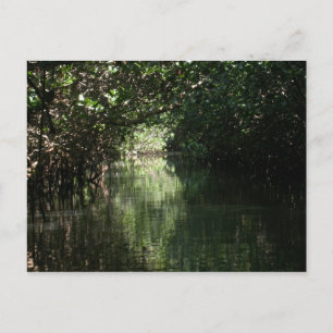 Mangrove Canopy, Tenacatita, Mexiko Vykort