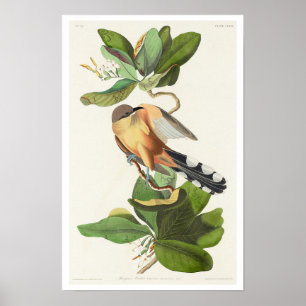 Mangrove Cuckoo by Audubon Poster