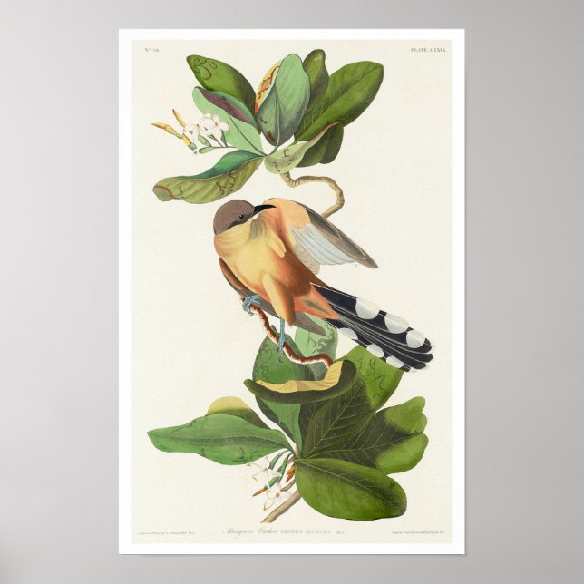Mangrove Cuckoo by Audubon Poster (Framsidan)