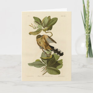 Mangrove Cuckoo från Audubon's Birds of America Kort