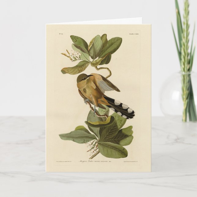 Mangrove Cuckoo från Audubon's Birds of America Kort (Framsida)