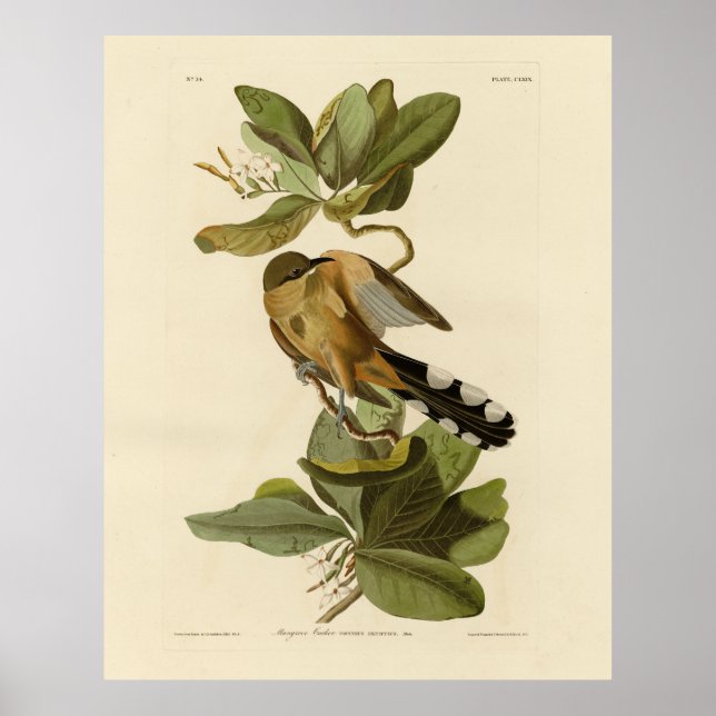 Mangrove Cuckoo från Audubon's Birds of America Poster (Framsidan)