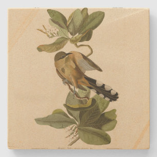 Mangrove Cuckoo från Audubon's Birds of America Stenunderlägg