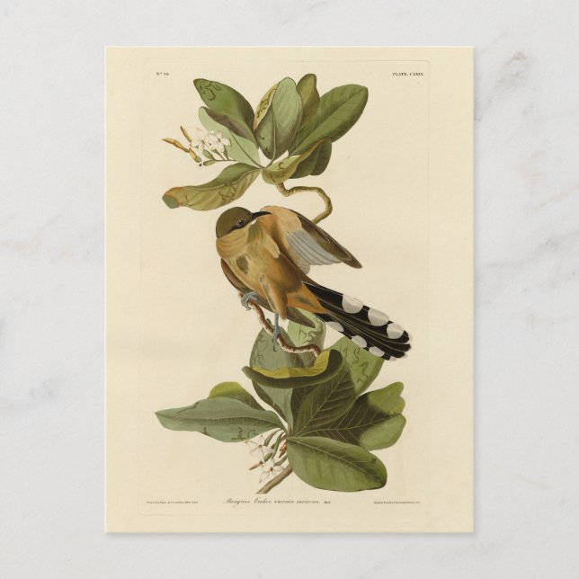Mangrove Cuckoo från Audubon's Birds of America Vykort (Framsida)