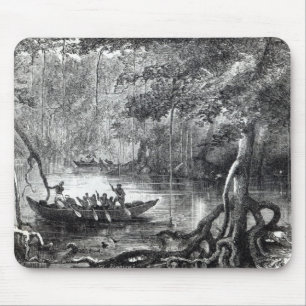 Mangrove Forest Musmatta