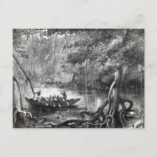Mangrove Forest' Vykort