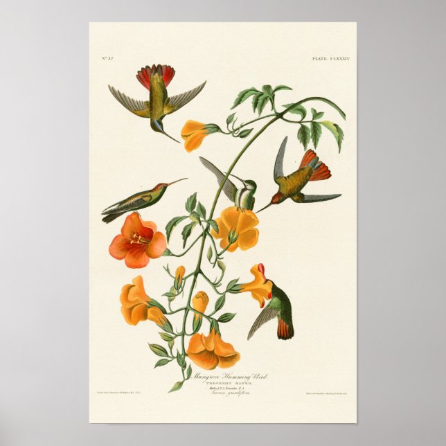 Mangrove Humming Bird Audubon Birds of America Poster (Framsidan)