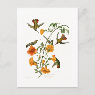 Mangrove Humming Bird Audubon Birds of America Vykort