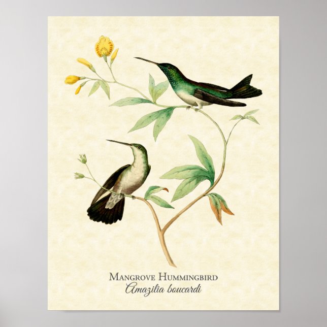 Mangrove Hummingbird Art Print Poster (Framsidan)