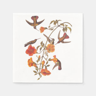 Mangrove Hummingbird med Orange Flowers Pappersservett