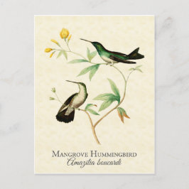 Mangrove Hummingbird Vintage Art Vykort