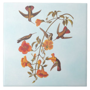 Mangrove Hummingbird with Orange Trumpet Flowers Kakelplatta