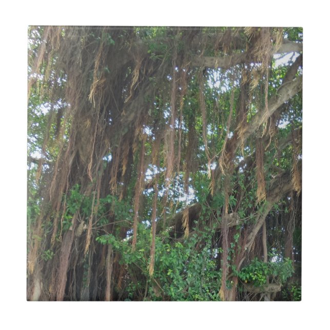 Mangrove liten (4,25 x 4,25 tum) keramisk fotoplat kakelplatta (Framsidan)