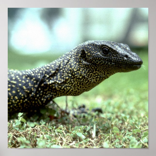Mangrove Monitor Poster (Framsidan)