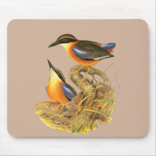 Mangrove Pitta Musmatta