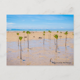 Mangrove-skog Vykort