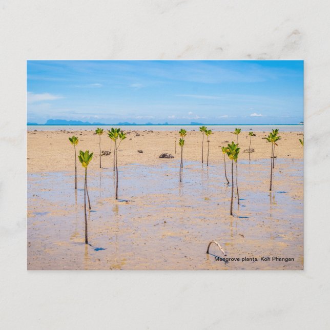Mangrove-skog Vykort (Framsida)