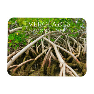 Mangrove Stilt Roots, Swamp, Everglades Magnet