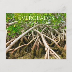 Mangrove Stilt Roots, Swamp, Everglades Vykort