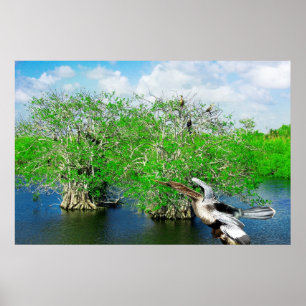Mangrove Träd & Anhinga, Florida Everglades Poster