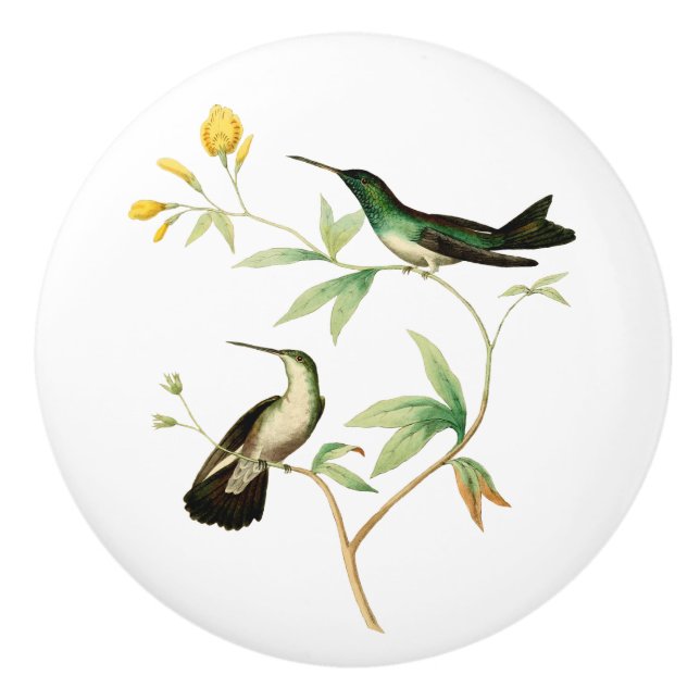 MangroveHummingbird Knopp (Framsidan)