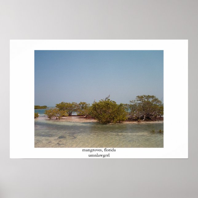 mangrover, florida poster (Framsidan)