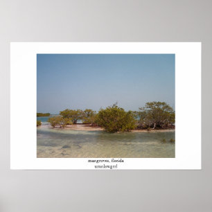 mangroves florida poster