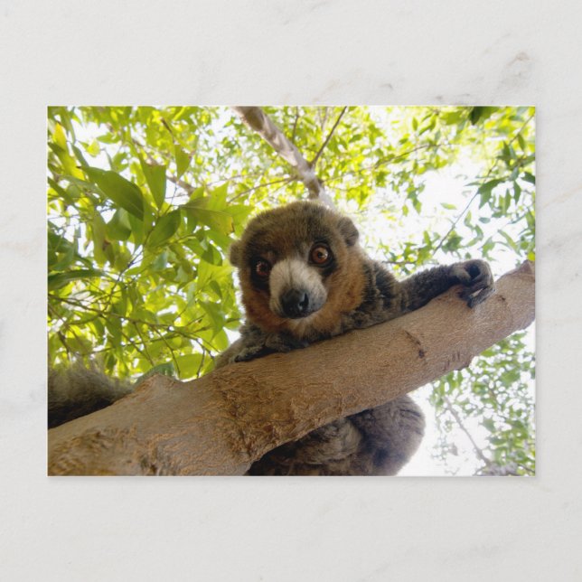 Mangustlemur Vykort (Framsida)