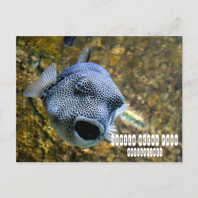 Manila Ocean Park i Filippinerna Vykort (Framsida)