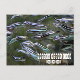 Manila Ocean Park Vykort