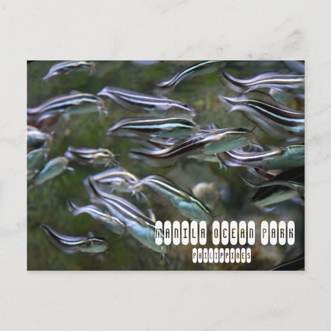 Manila Ocean Park Vykort (Framsida)