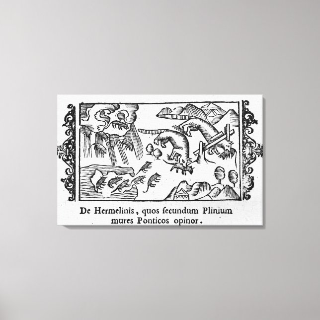 Manipulering av lemmeringar canvastryck (Framsida)