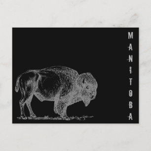 Manitoba Bison Vykort