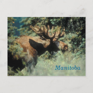 Manitoba bull, vykort