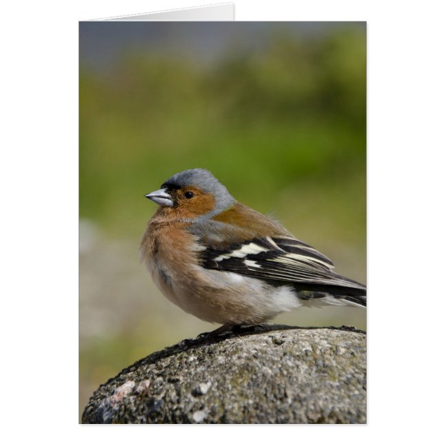 Manlig chaffinch (VILD): Fringilla coelebs) Hälsningskort (Framsidan)