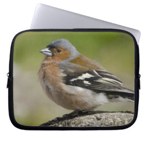 Manlig chaffinch (VILD): Fringilla coelebs) Laptop Fodral