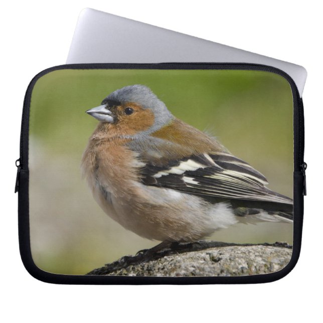  Manlig chaffinch (VILD): Fringilla coelebs) Laptop Fodral (Framsidan)