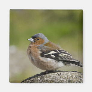 Manlig chaffinch (VILD): Fringilla coelebs) Magnet